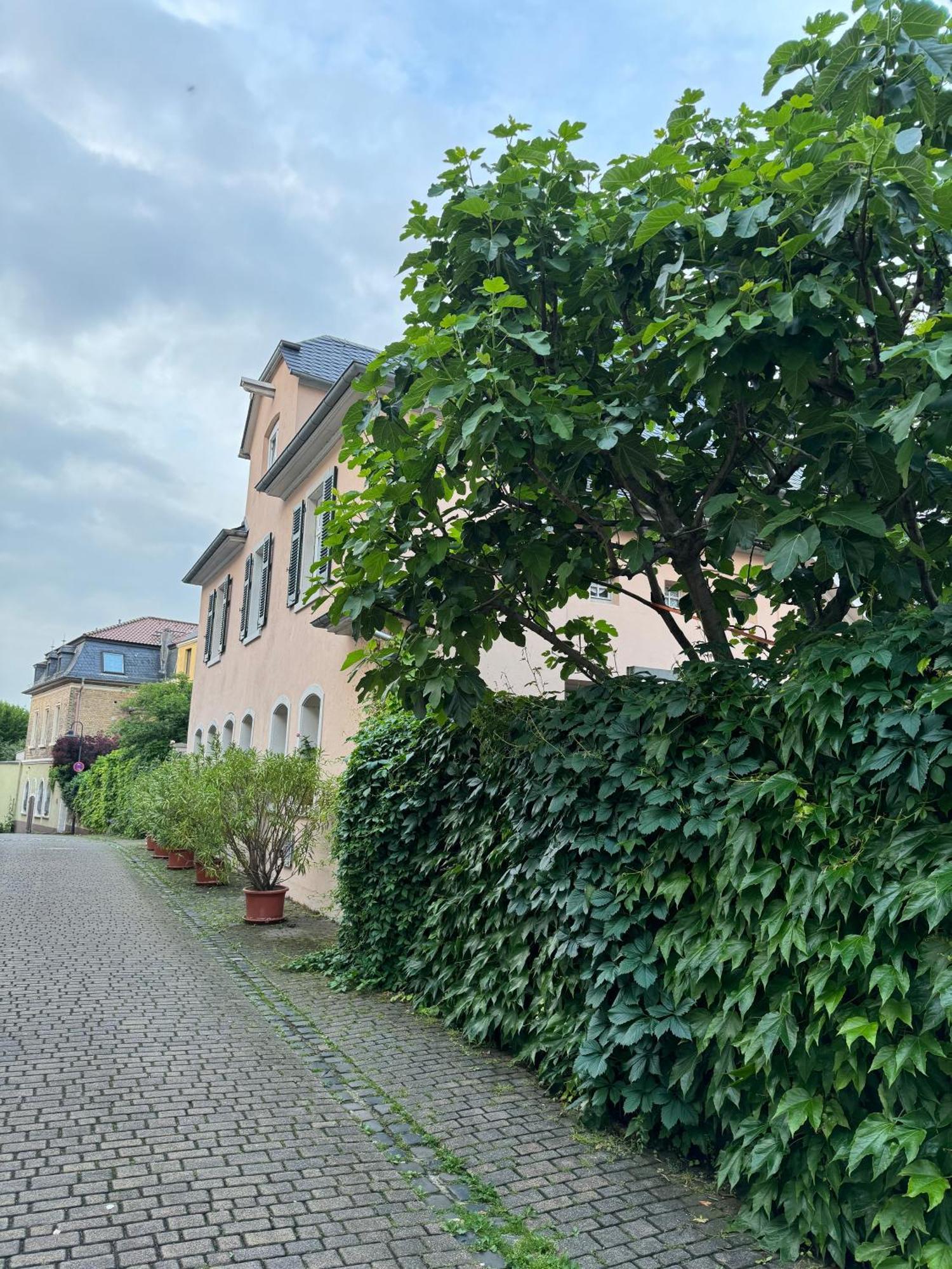 Rheinblick-oase * Oppenheim